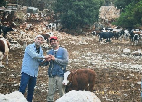 Robert and his brother leaving Kfour and boarding the family’s cows at a farm.