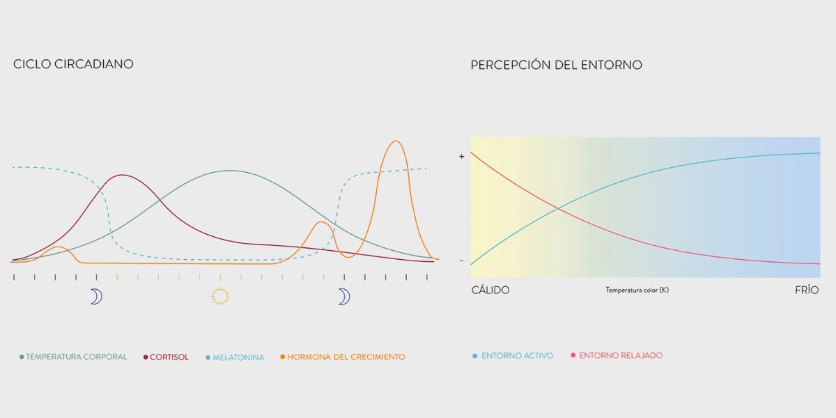 Gráfico sobre los ciclos circadianos y la percepción del entorno Gráfico sobre los ciclos circadianos y la percepción del entorno.