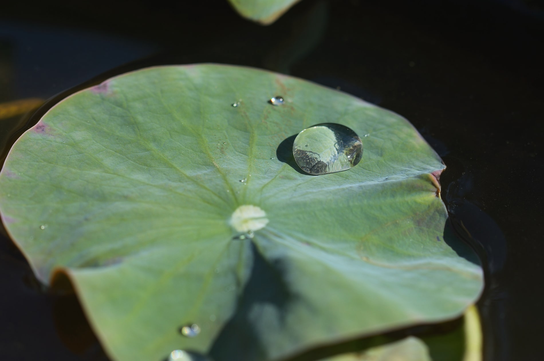 Gota de agua en hoja