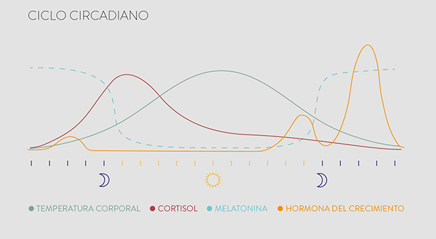 ciclo circadiano scena