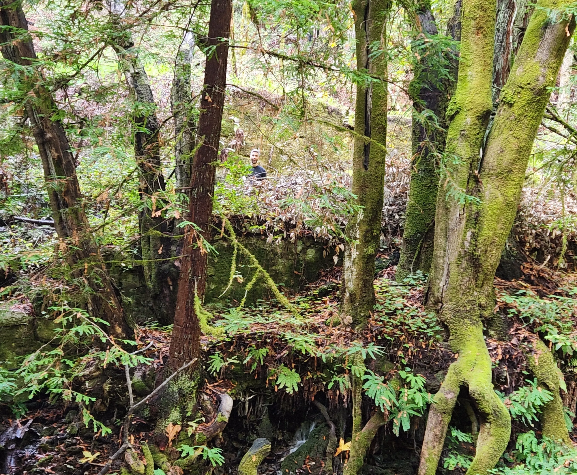 A photo taken in the woods in Santa Cruz, CA. Our art director is making a face from among the trees.