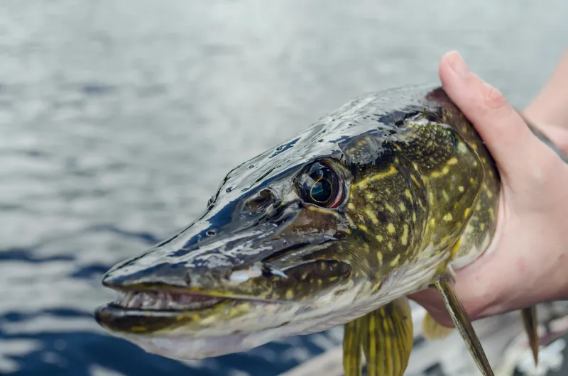 Pike fish head
