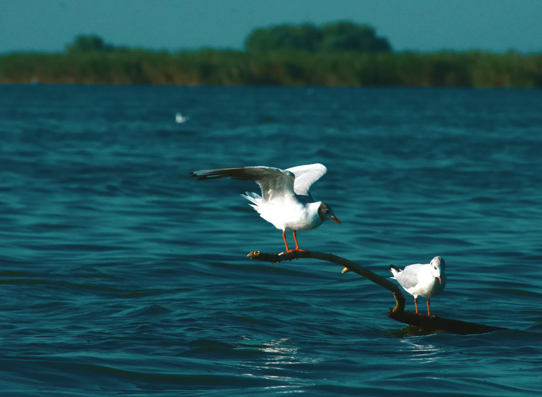 Two seagulls perched on a branch above the water, with a distant shoreline and greenery in the background.