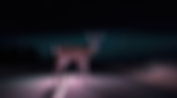 Reh steht in der Dunkelheit auf der Straße