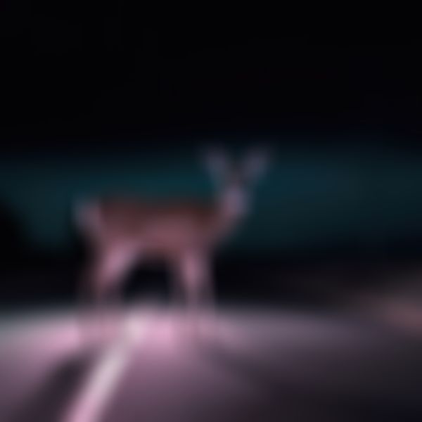 Reh steht in der Dunkelheit auf der Straße