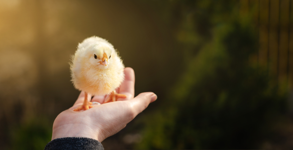 Chicken in hand. Poultry farm.