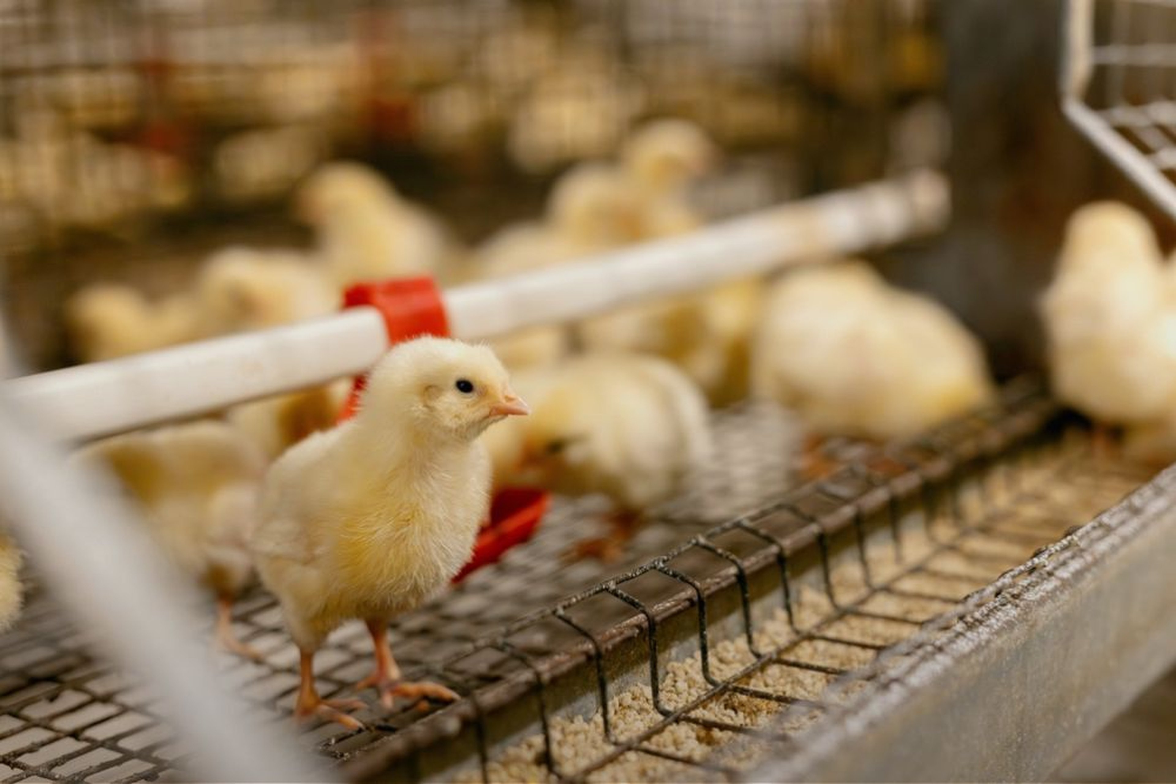 Agriculture poultry chicken farm