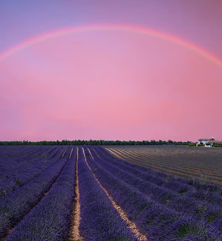 Lavender field under a vibrant pink sky with a full rainbow arching above, leading to a small house on the horizon.