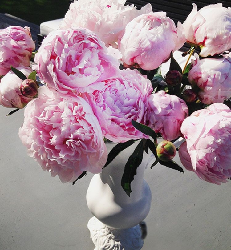 A white vase holds a bouquet of large, blooming pink peonies with green leaves, set on a light gray surface.