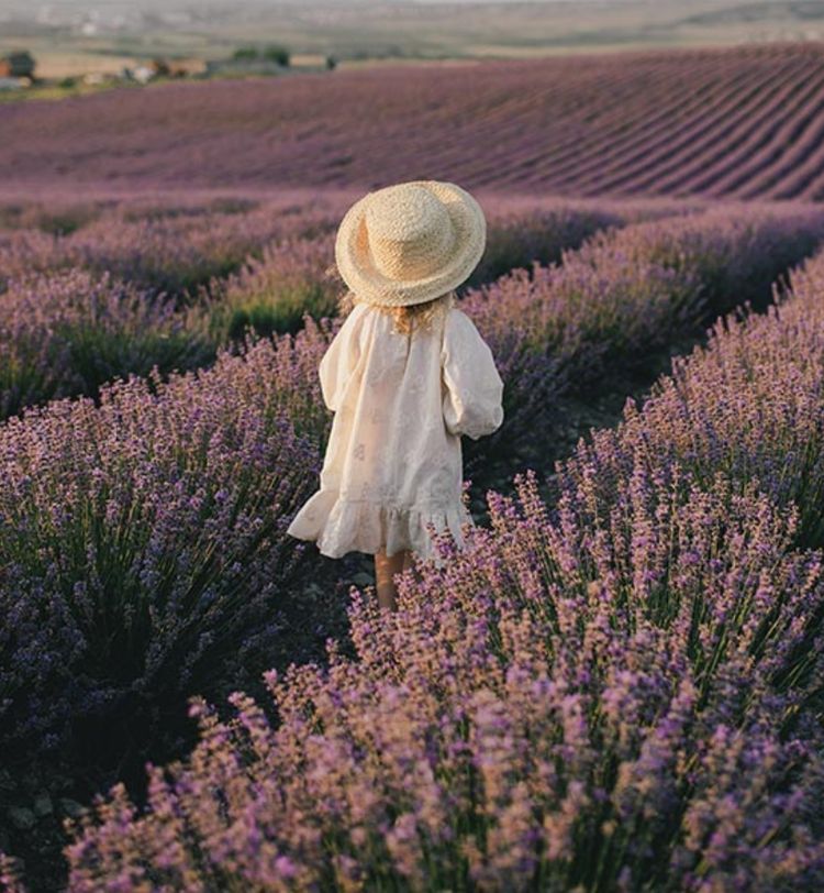 A child in a white dress and straw hat walks through a vast lavender field under a clear sky.
