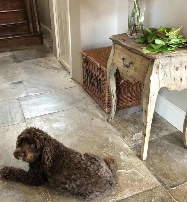 Brown curly-haired dog lying on a stone floor near a rustic wooden table with leaves in a vase and a wicker basket labeled "TEAM."