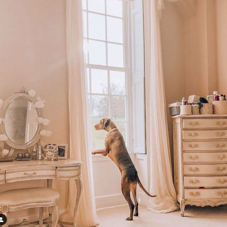 A dog stands on hind legs, looking out a window in a vintage-style room with a vanity and dresser.