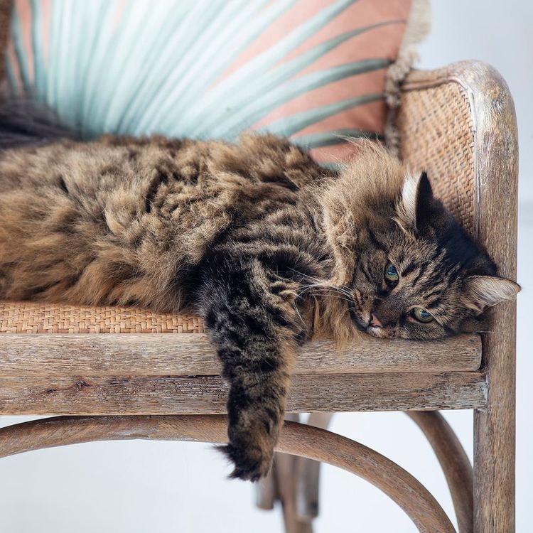 Fluffy tabby cat lounging on a wicker chair, with a colorful cushion in the background.