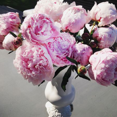 A white vase filled with large, blooming pink peonies on a gray surface, with sunlight highlighting their delicate petals.