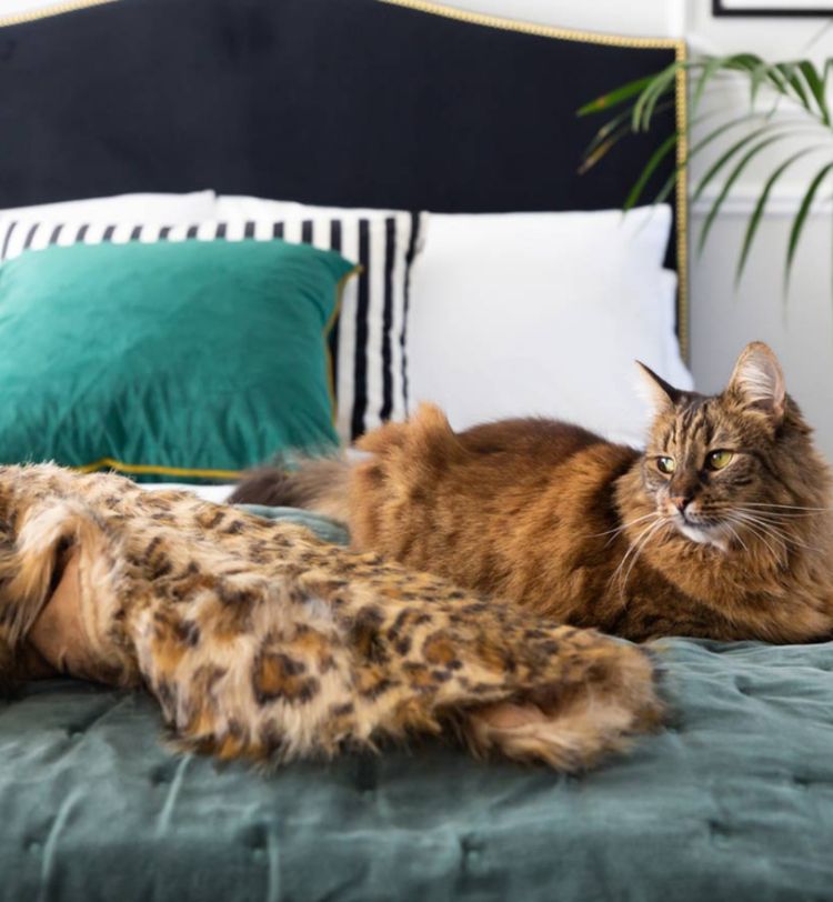 A fluffy cat lounges on a bed with green bedding, a leopard print blanket, and pillows. A plant is visible in the background.