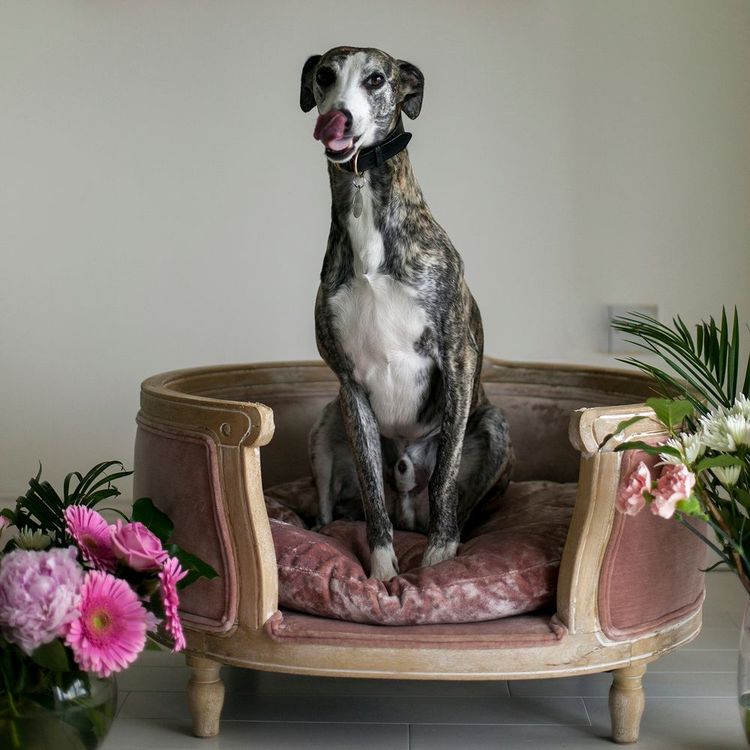 Brindle greyhound sitting on a plush pink chair, tongue out, surrounded by pink and white flowers in a bright room.
