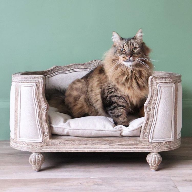 Fluffy cat lounging on an elegant, vintage-style pet sofa against a green wall.