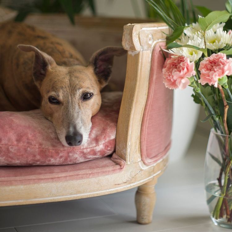 A brown dog rests on a vintage pink sofa beside a glass vase with white and pink flowers, surrounded by green plants.