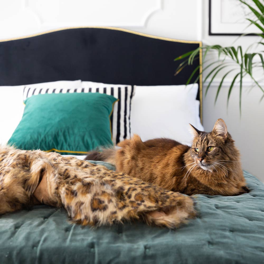 Brown cat lounging on a green bed with a leopard print blanket, next to a green pillow and black-and-white striped cushion.