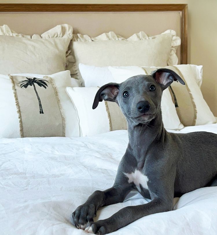 A gray puppy with a white patch on its chest lies on a white bed with decorative pillows featuring palm tree designs.