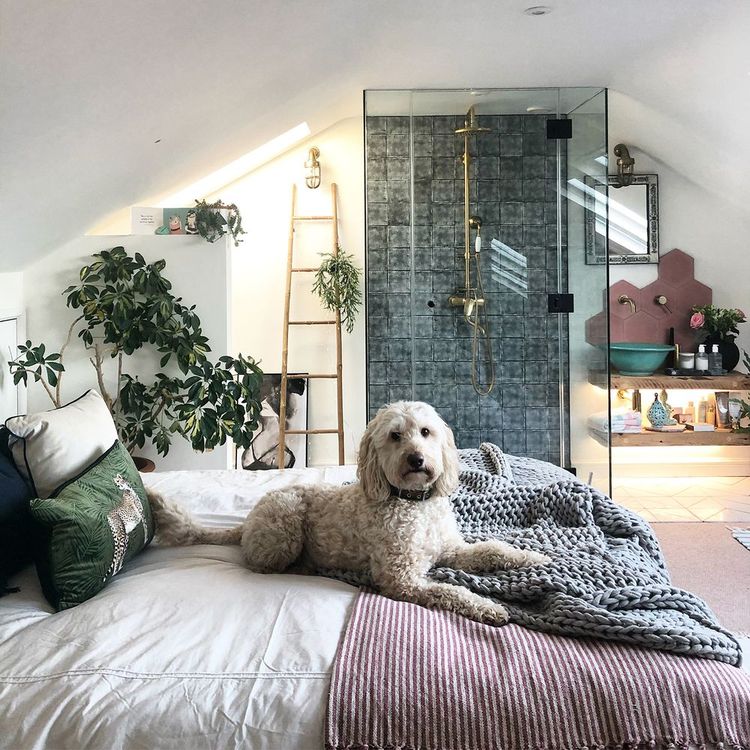 A fluffy dog lies on a bed in a cozy attic room with plants, a ladder, and a glass shower in the background.