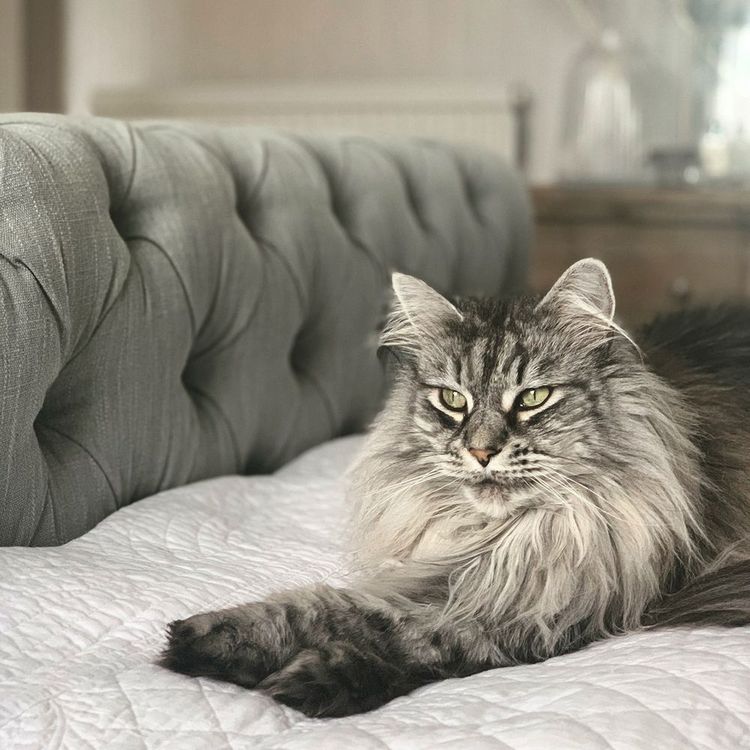 Fluffy gray cat with long fur and green eyes lounging on a white quilted bedspread next to a tufted gray headboard.