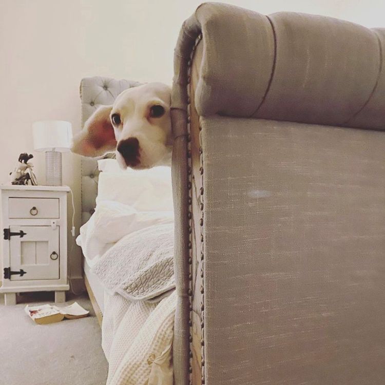A curious dog peeks around the corner of a bed in a cozy bedroom with a nightstand and lamp in the background.