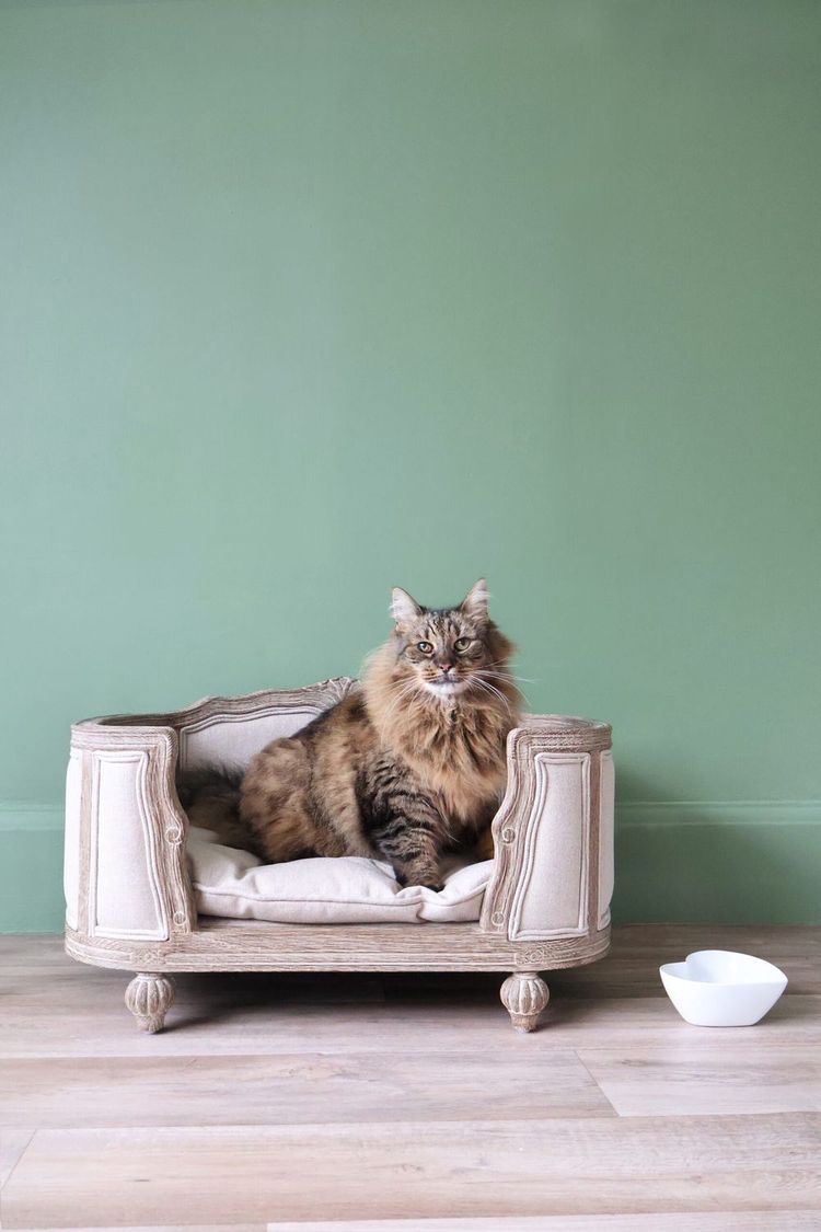 Fluffy cat lounging on an ornate pet sofa against a green wall, with a white bowl on the wooden floor nearby.
