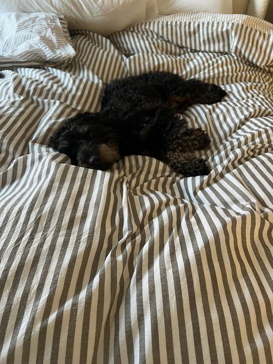 Petit Breton Bed Linen Set in Mole Brown