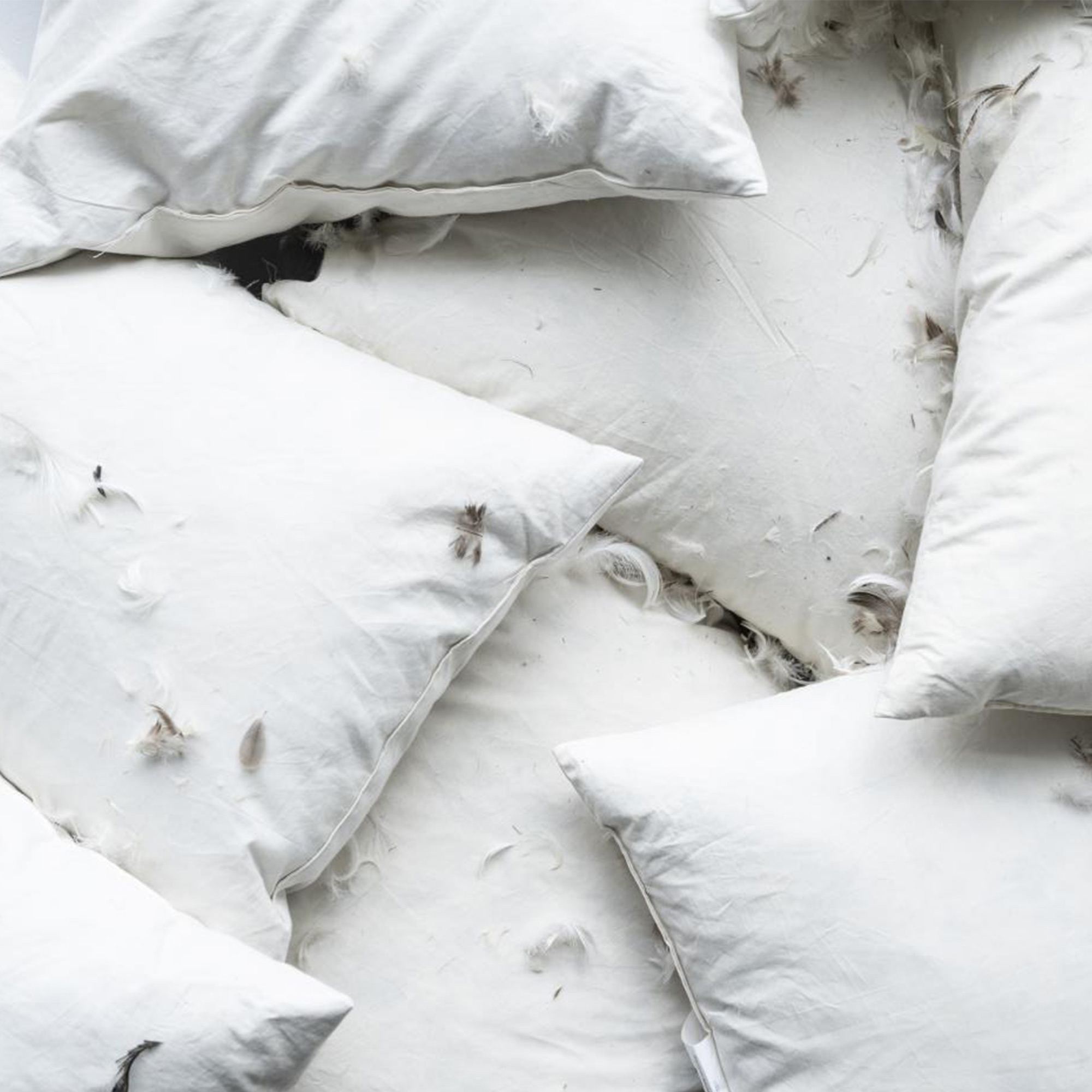 White pillows with feathers spilling out, scattered across a surface.
