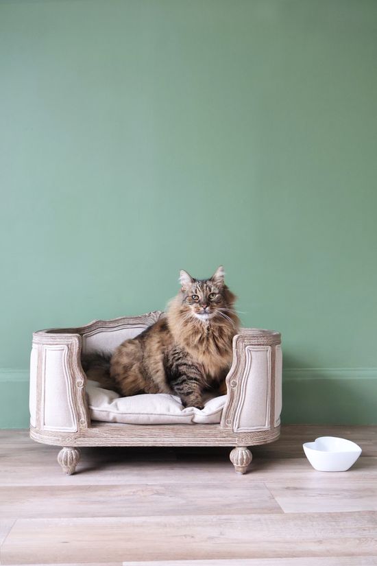 Cat in wooden dog bed with linen upholstery and cushion