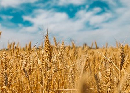 Golden wheat field under a bright blue sky with scattered clouds, showcasing tall, ripe wheat stalks swaying gently in the breeze.