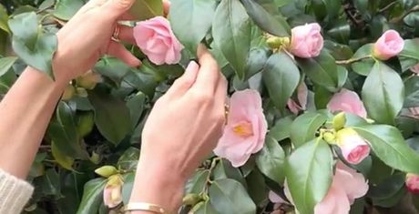 Hands gently tending to pink camellia flowers among lush green leaves.