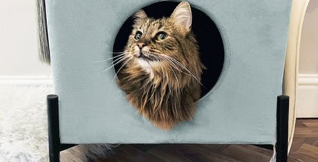 Fluffy tabby cat peeking out of a circular opening in a light blue cat house, resting on a wooden floor.
