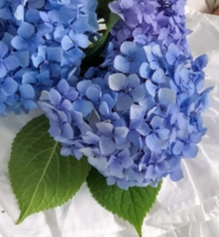 A person holding a bouquet of vibrant blue and purple hydrangeas against a dark background, with white fabric visible.