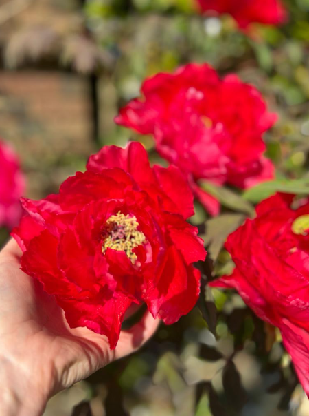 Hand holding a vibrant red peony flower in full bloom, with more peonies in the blurred background.