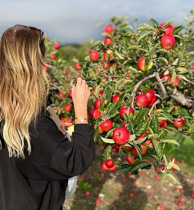 Person with long hair picking red apples from a tree in an orchard, holding a bag. The ground is scattered with fallen apples.