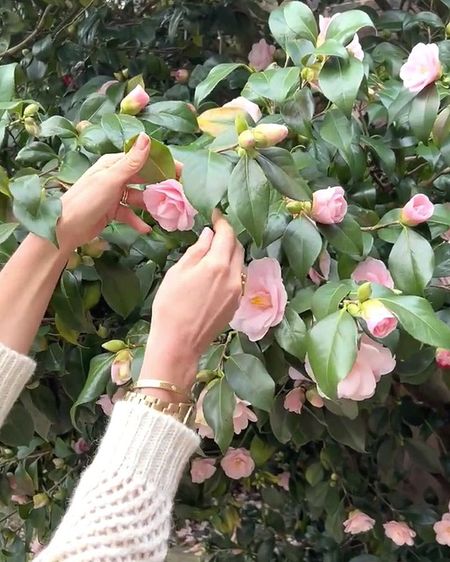 Hands gently touch pink camellia flowers and green leaves on a bush, showcasing delicate blossoms and lush foliage.
