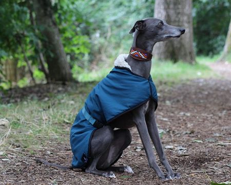 Greyhound in a blue coat sits on a forest path, surrounded by trees and greenery. The dog wears a colorful collar.