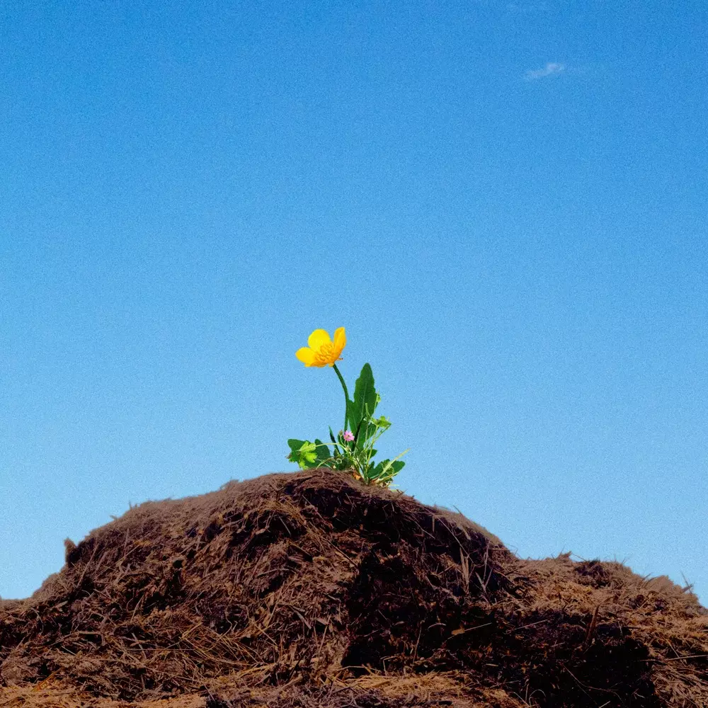 A single yellow flower growing on a mound of soil against a clear blue sky.