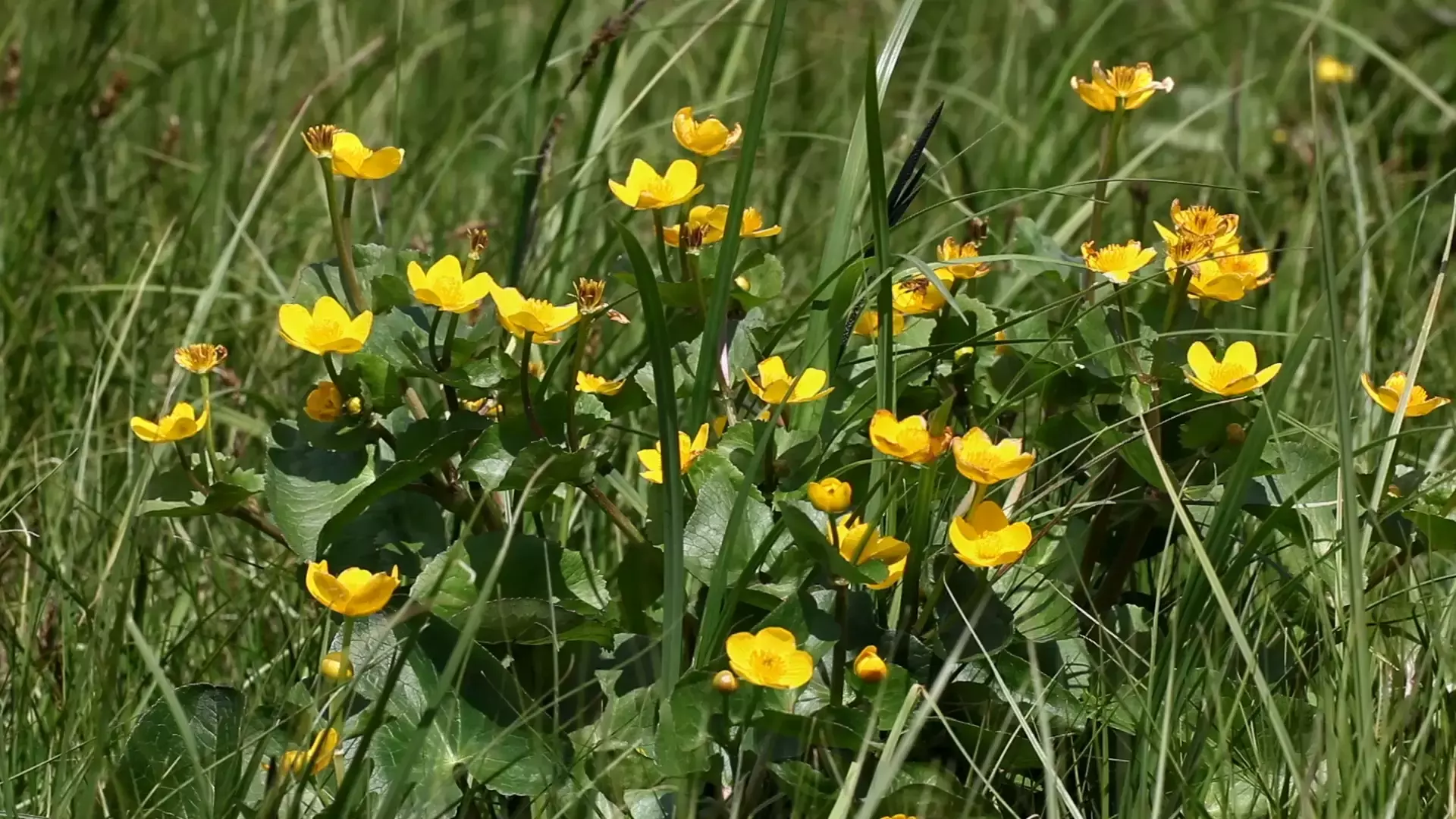 Yellow marsh marigold flowers bloom among lush green grass, creating a vibrant contrast in a natural setting.