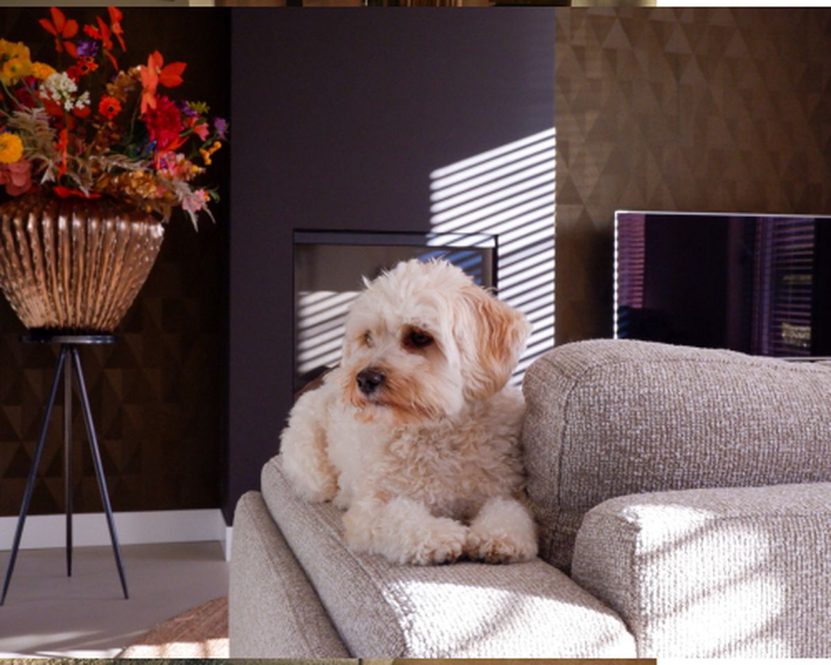 Kleine hond ligt ontspannen op een grijze bank in een modern ingerichte kamer met bloemenvaas en zonlicht dat door de jaloezieën schijnt.