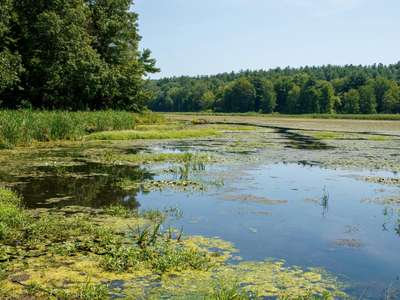 Biodiversity Meaning