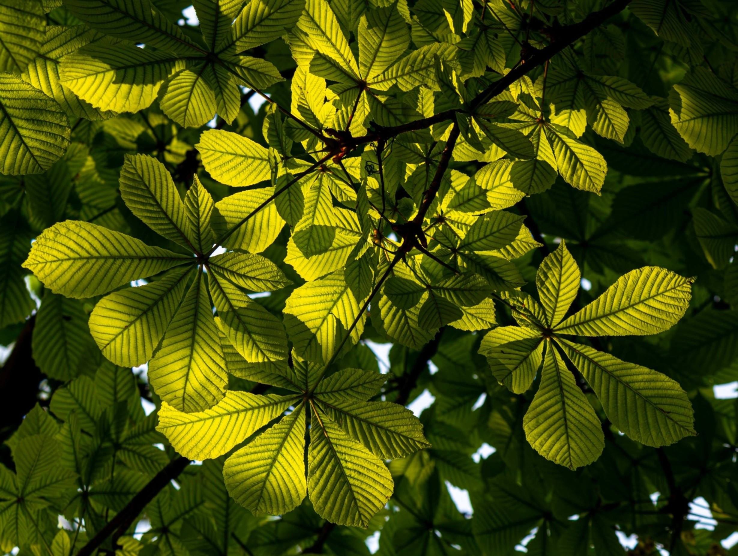 Mean Species Abundance