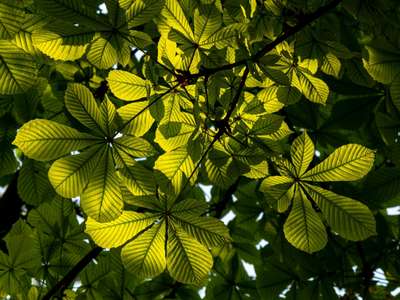 Mean Species Abundance