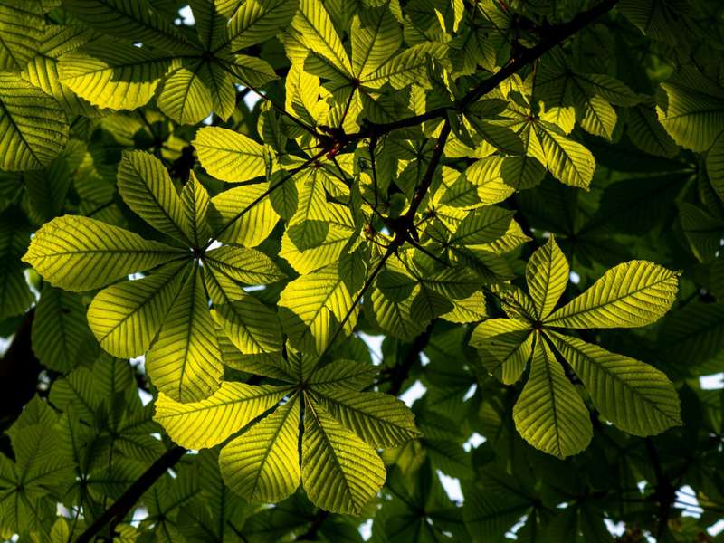 Mean Species Abundance