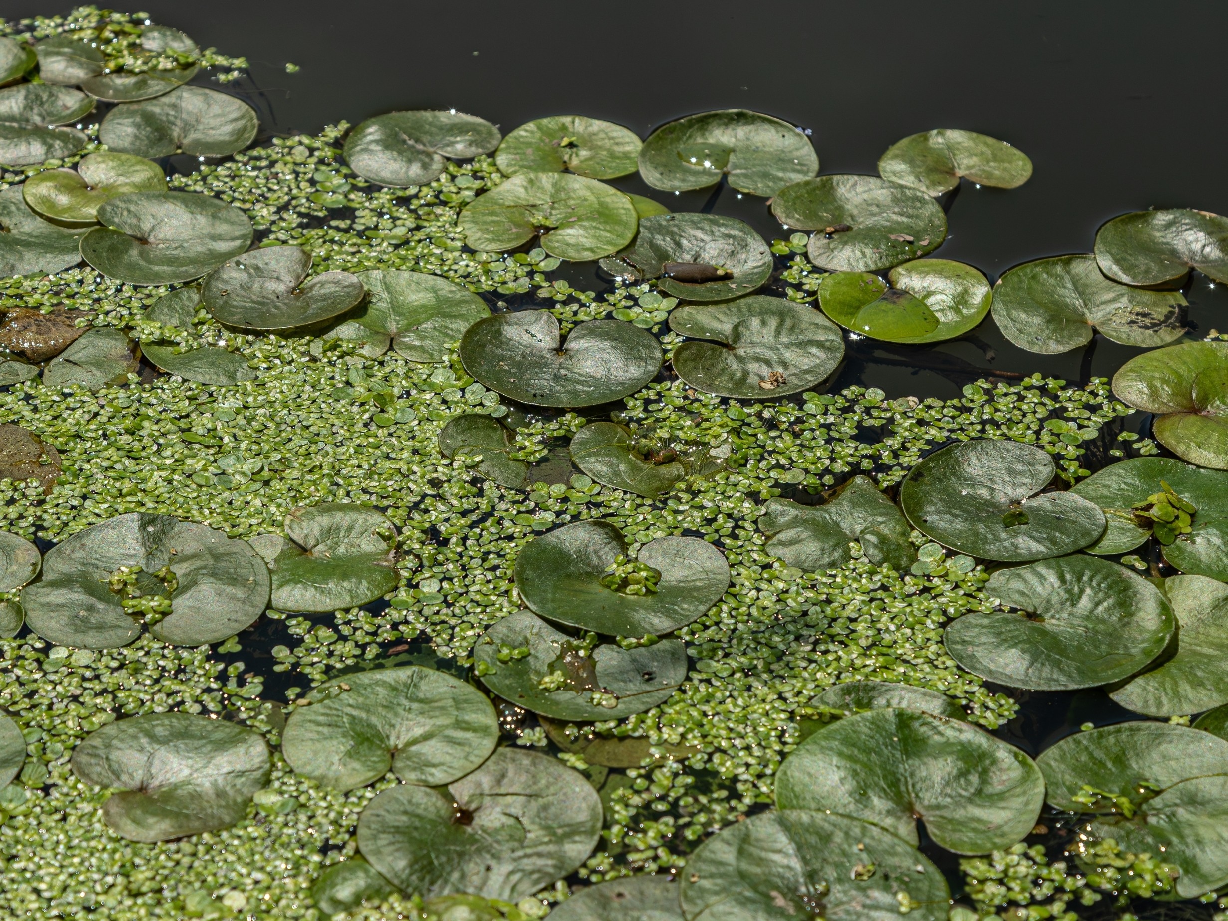 Understanding Biodiversity