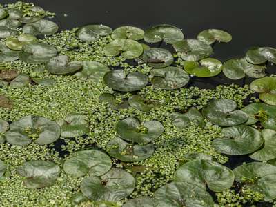 Understanding Biodiversity