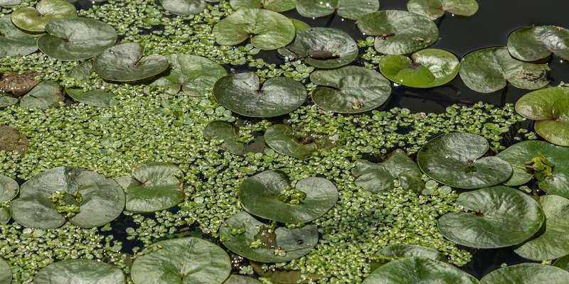 Understanding Biodiversity