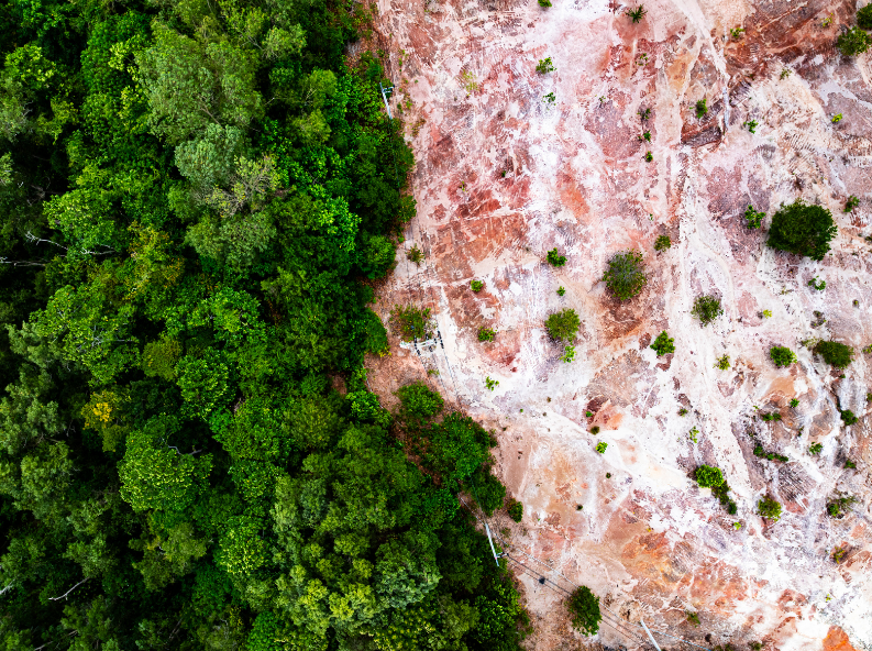 Deforestation: Global Environmental Crisis